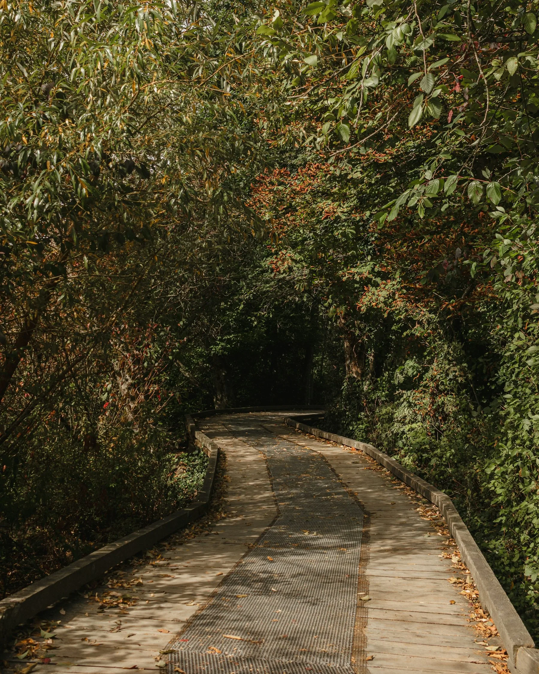 A paved walking and biking trail through trees — representative of the Fivemile Creek Pathway