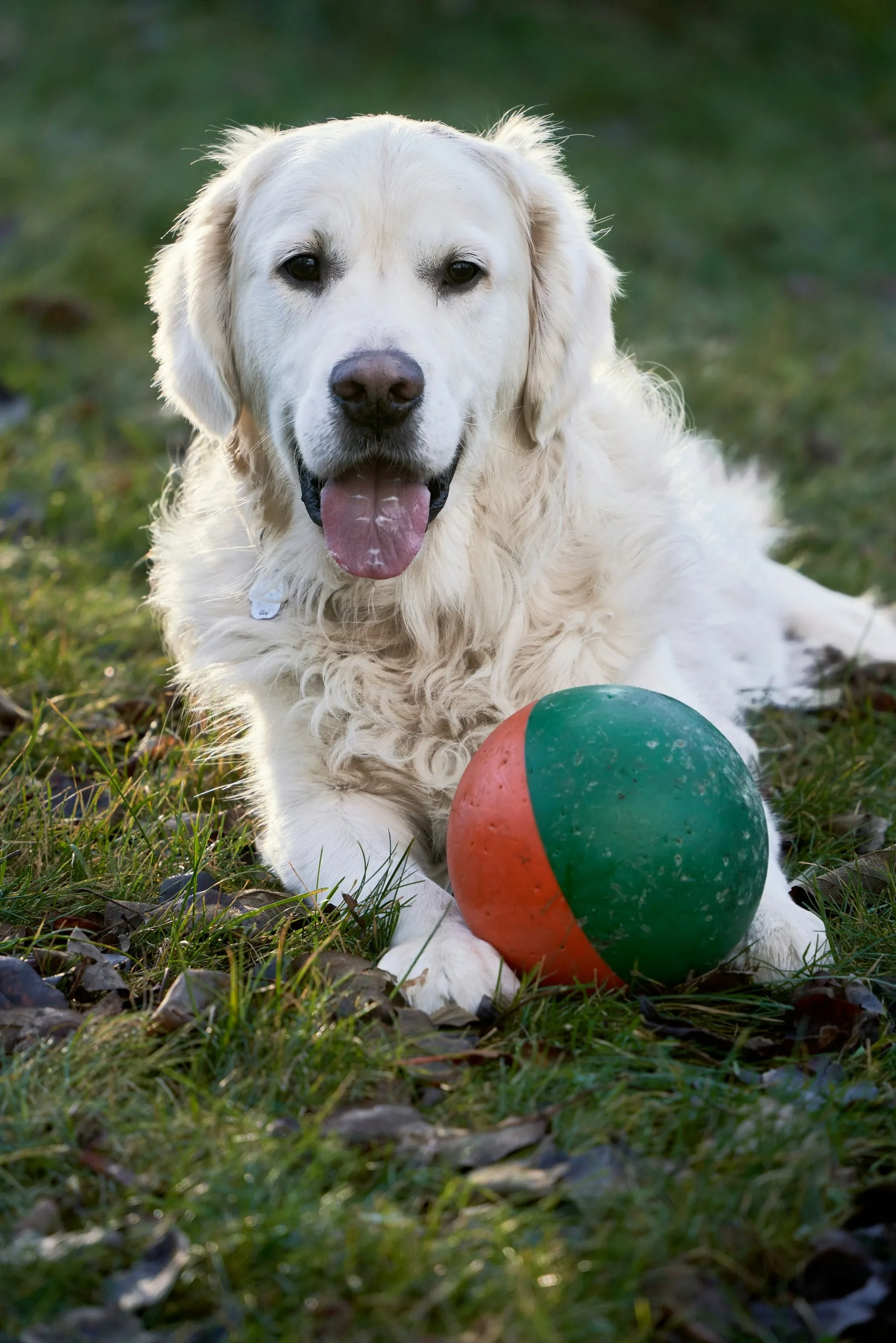 A dog at a public park — representative of Meridian's dog-friendly parks and dog runs